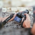Nikon Z DX 18-140mm F3.5-6.3 VR 高效能變焦鏡頭 DX旅遊鏡 公司貨